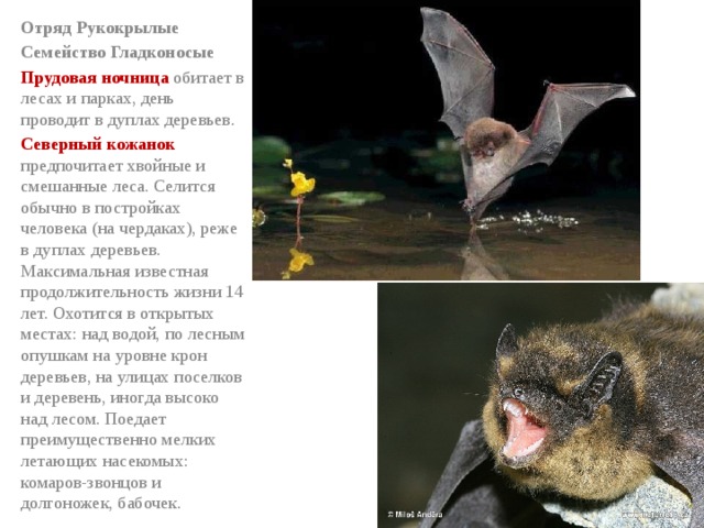 Северный кожанок презентация