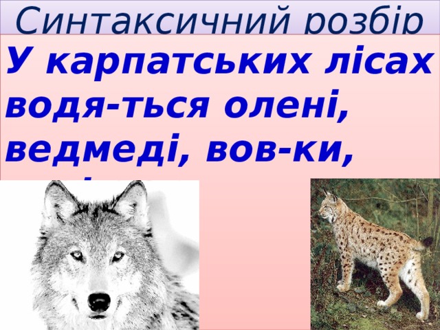 Синтаксичний розбір У карпатських лісах водя-ться олені, ведмеді, вов-ки, рисі. 