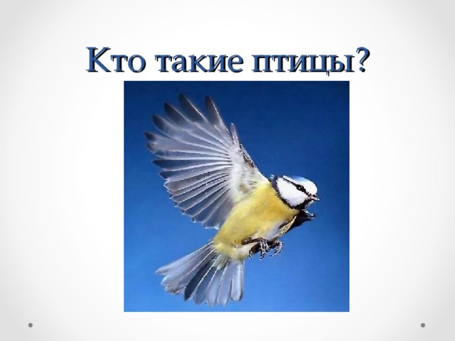 Что такое птица. Кто такие птицы копы