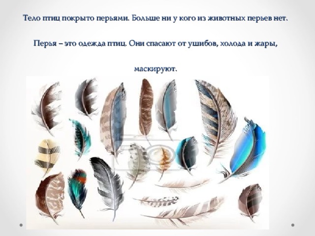 У птиц различают перья. Перья птиц окружающий мир 1 класс. Птичье перо. Рисунки различных видов перьев. Изображение перьев птиц.