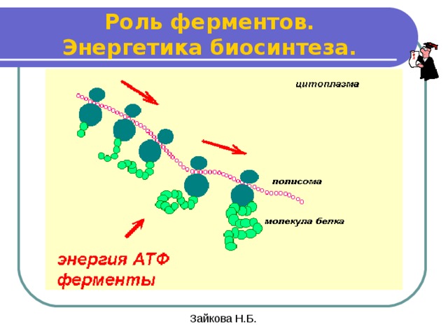 В синтезе белка участвуют ферменты. Биосинтез ферментов. Роль ферментов Энергетика биосинтеза. Ферменты синтеза белка. Роль ферментов в биосинтезе белка.
