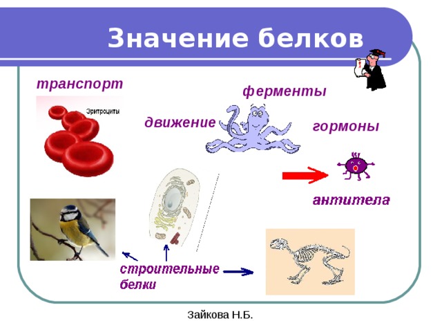 Белки 10 класс биология. Значение белков. Биологическое значение белков. Биологическое значение белков для человека. Биологическое значение белка.