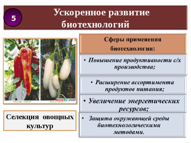  Ускоренное развитие биотехнологий  5  Селекция овощных культур 