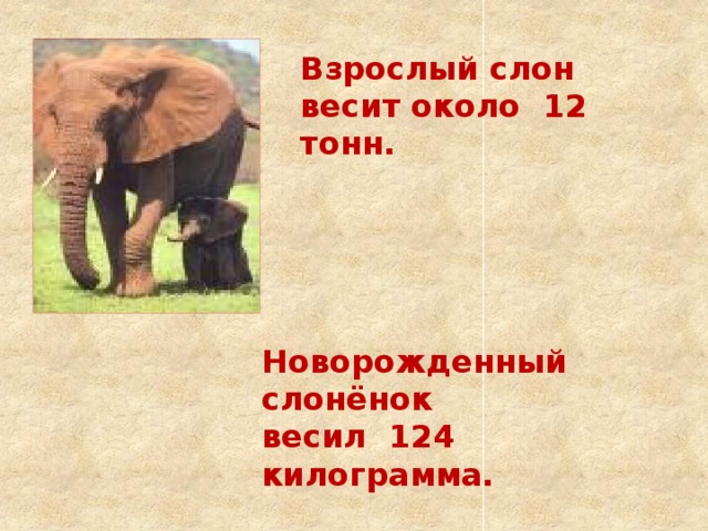 Взрослый слон весит около 12 тонн. Новорожденный слонёнок весил 124 килограмма.  