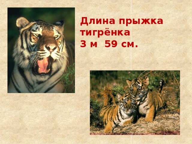 Длина прыжка тигрёнка 3 м 59 см. 