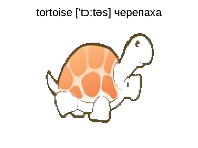 tortoise ['tɔ:təs] черепаха   