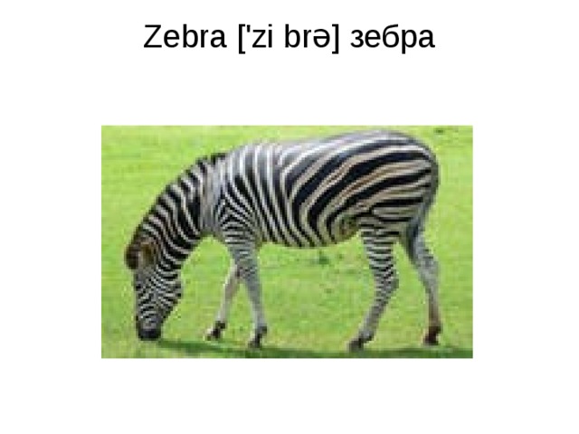 Zebra ['zi brə] зебра   