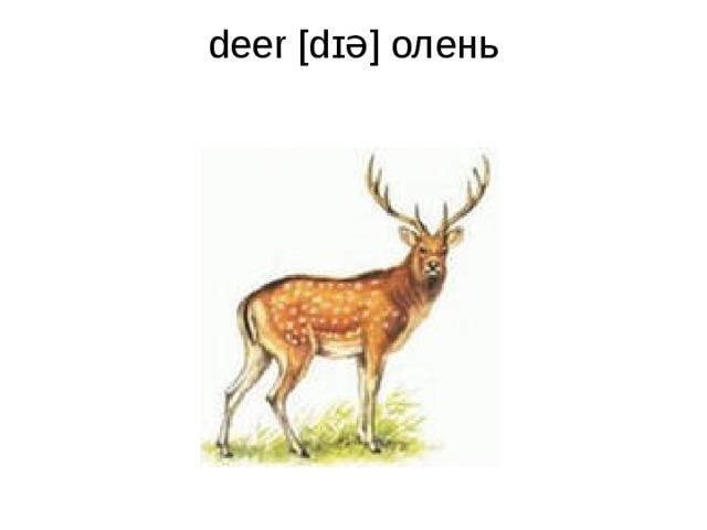 deer [dɪə] олень   