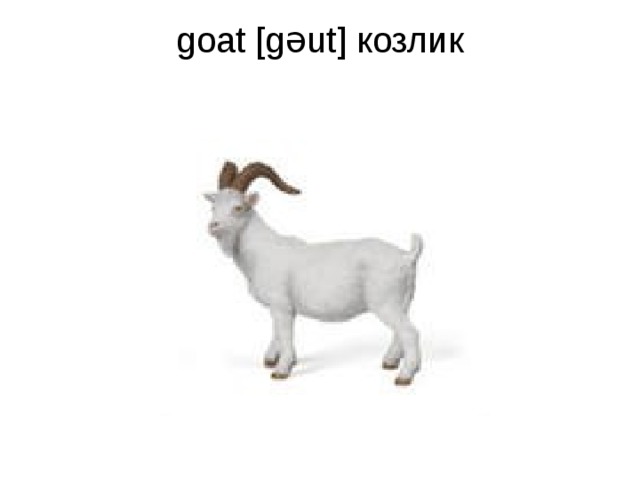 goat [gəut] козлик   