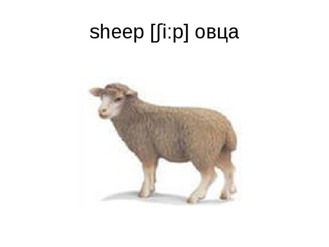 sheep [ʃi:p] овца 