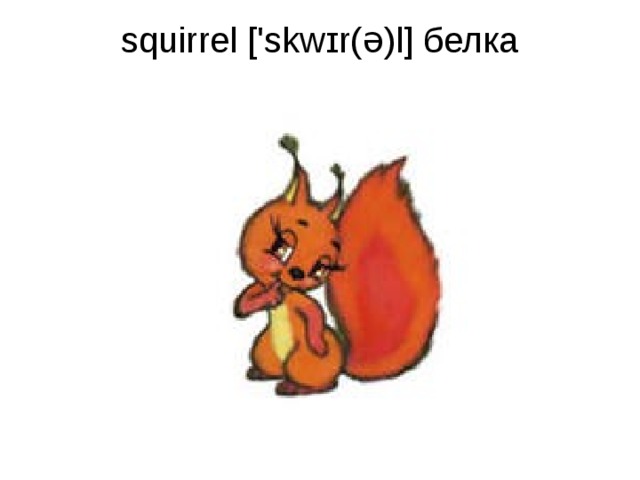 squirrel ['skwɪr(ə)l] белка   