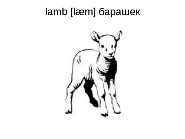 lamb [læm] барашек   