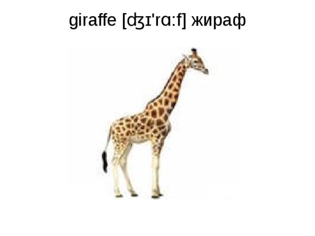 giraffe [ʤɪ'rɑ:f] жираф   