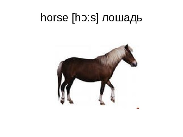 horse [hɔ:s] лошадь 