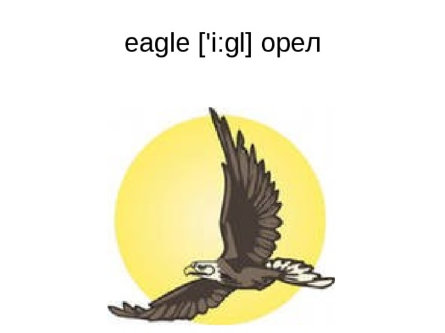 eagle ['i:gl] орел 