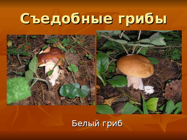 Съедобные грибы Белый гриб 