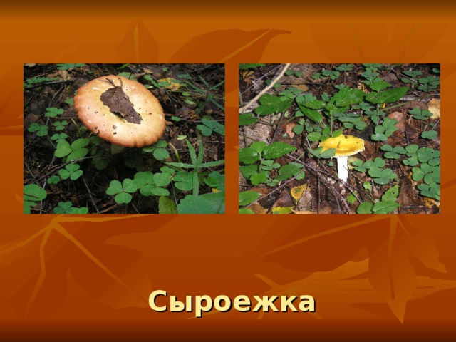 Сыроежка 