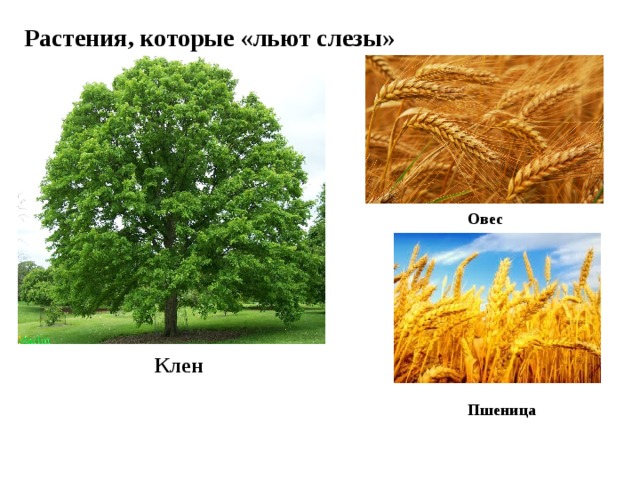 Растения, которые «льют слезы» Овес Клен Пшеница 