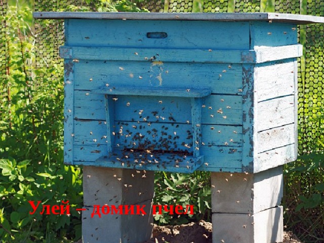 Улей – домик пчел 