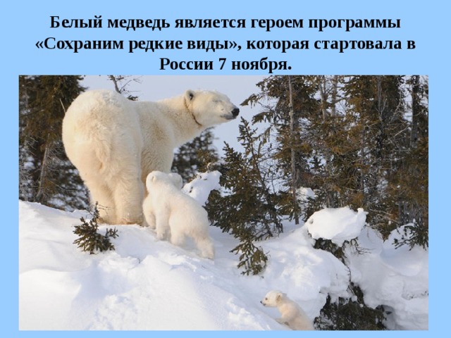 Белый медведь является героем программы «Сохраним редкие виды», которая стартовала в России 7 ноября.