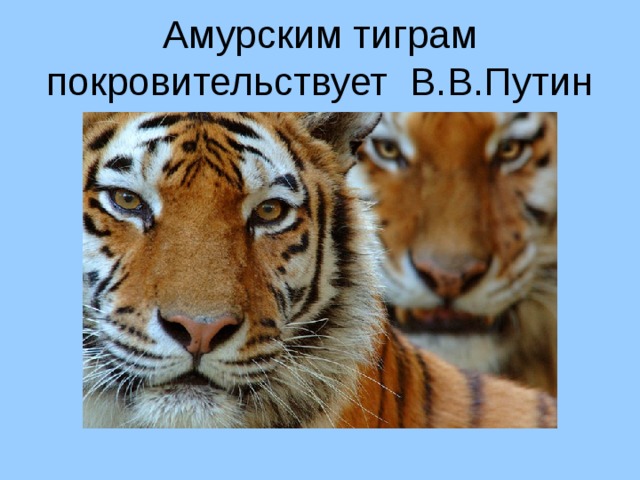 Амурским тиграм покровительствует В.В.Путин