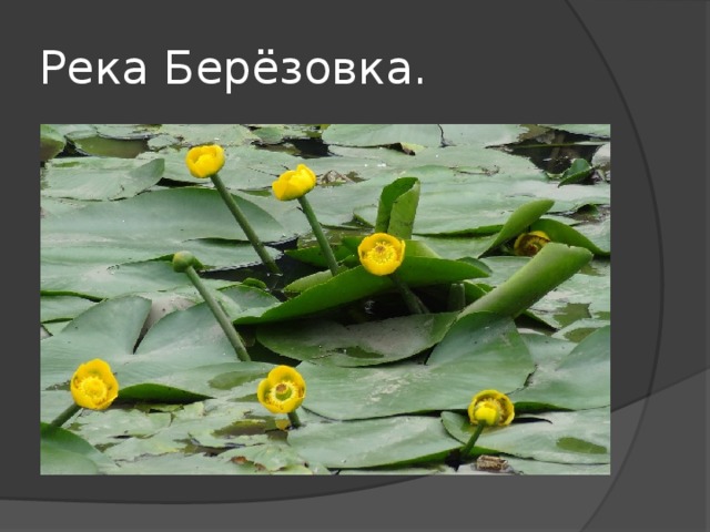 Река Берёзовка. 