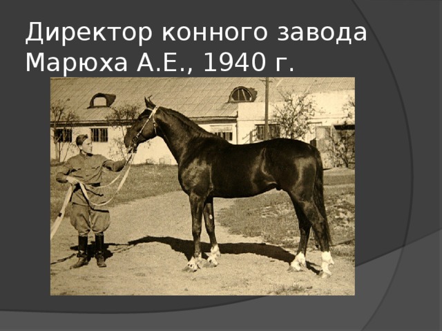 Директор конного завода Марюха А.Е., 1940 г. 