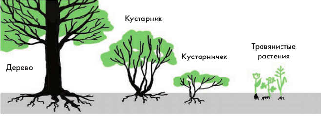 Кустарники деревья травы схема