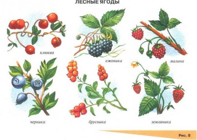 Лесные ягоды. Плакат. Обучающий плакат - купить в интернет-магазине по низкой це