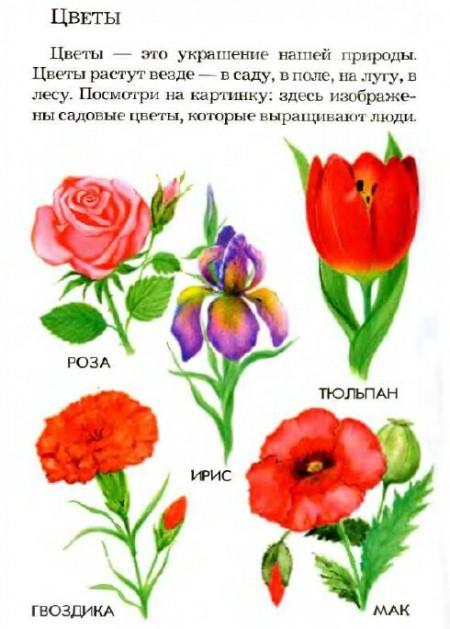 Развитие речи средняя группа растения. Лексическая тема цветы в старшей логопедической группе. Тема цветы для детей. Цветы задания для дошкольников. Цветы занятие для дошкольников.