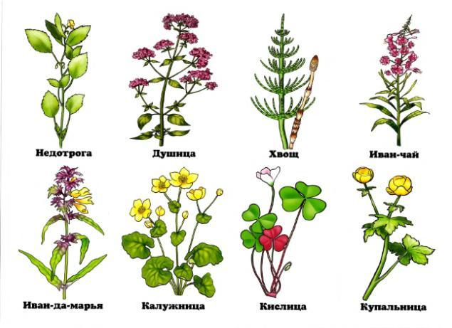 Названии растении и рисунки. Название лесных цветов. Название полевых цветов. Травянистые растения для детей. Травянистые растения для детей с названиями.