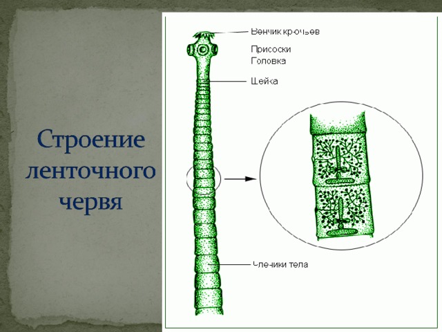 Цикл ленточных червей