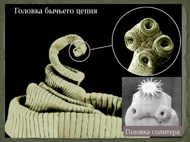 Головка бычьего цепня Головка солитера