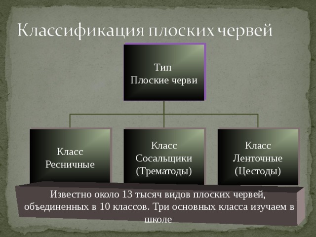 Тип Плоские черви Класс Ресничные Класс Сосальщики (Трематоды) Класс Ленточные (Цестоды) Известно около 13 тысяч видов плоских червей,  объединенных в 10 классов. Три основных класса изучаем в школе