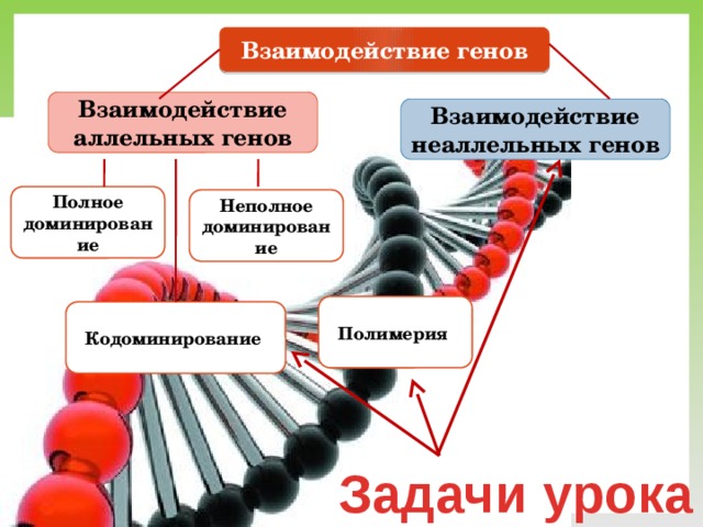 Взаимодействие генов Взаимодействие аллельных генов Взаимодействие неаллельных генов Полное доминирование Неполное доминирование Полимерия  Кодоминирование  Задачи урока