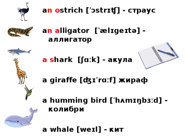 a n  o strich [ˈɔstrɪʧ] - страус  a n  a lligator [ˈælɪgeɪtə] - аллигатор  a  s hark [ʃɑːk] - акула a giraffe [ʤɪˈrɑːf] жираф a humming bird [ˈhʌmɪŋbɜːd] - колибри  a whale [weɪl] - кит 
