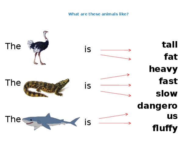  What are these animals like?    tall fat heavy fast slow dangerous fluffy The The The is is is 
