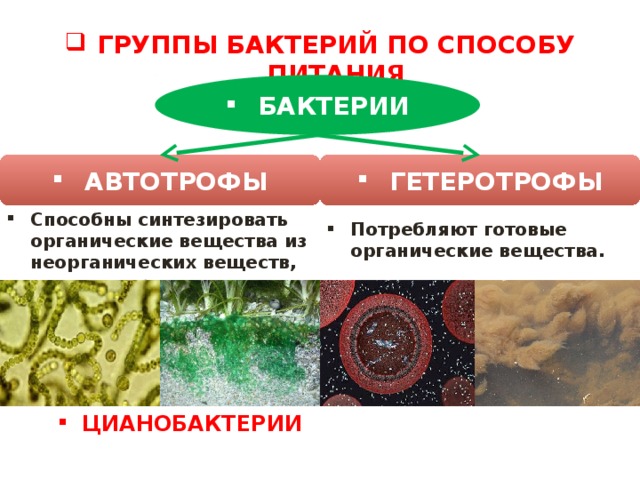 Организмы синтезирующие органические вещества из неорганических