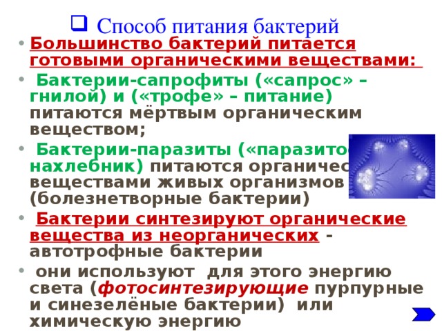 Питается готовыми органическими. Большинство бактерий питаются. Бактерии которые питаются органическими веществами. Большинство бактерий питаются готовыми. Какие бактерии питаются готовыми органическими веществами.