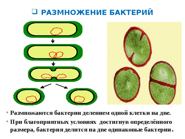 Деление клетки спорообразованием. Размножение бактерий 5 класс биология. Размножение микроорганизмов почкованием. Размножение и спорообразование бактерий. Размножение бактерий почкованием схема.