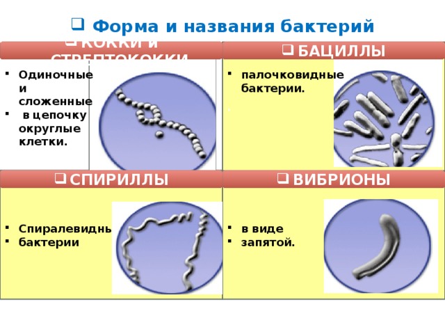 В виде цепочки располагаются. Бациллы спиралевидные бактерии палочковидные. Бациллы палочковидные цепочка. Бактерии в форме Цепочки. Спиралевидные бактерии виды.