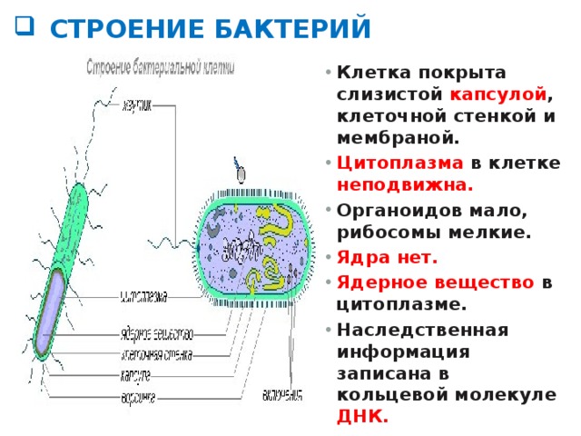 Особенности клетки бактерии 5 класс. Ядерное вещество у бактерий на схеме. Строение бактерии. Строение микроорганизмов. Строение бактерии 5 класс.