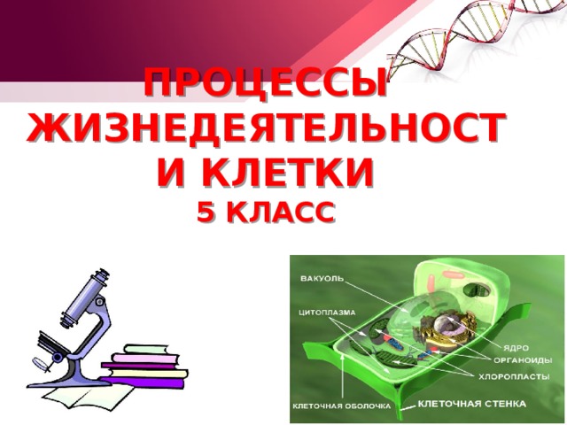 Жизнедеятельность клетки 5 класс. Процессы жизнедеятельности клетки. Процессы жизнедеятельности клетки 5 класс. Жизнедеятельность клетки 5 класс биология.