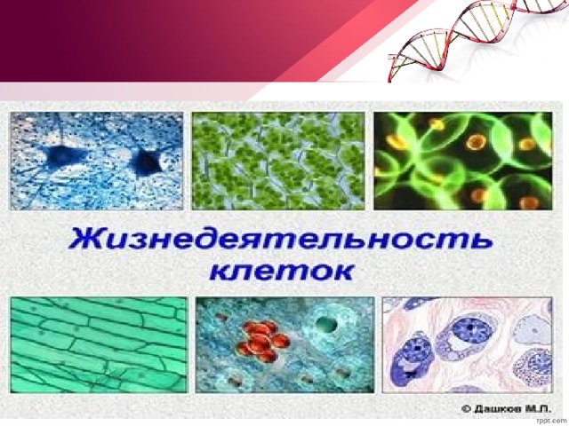 Процессы жизнедеятельности клетки. Жизнедеятельность клетки. Основы жизнедеятельности клетки. Размножение клетки 5 класс биология. Жизнедеятельность клетки 9 класс.