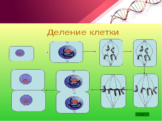 Структуры деления клеток. Этапы деления клетки 5 класс биология. Фазы деления растительной клетки. Этапы деления растительной клетки схема 5 класс. Деление растительной клетки 5 класс биология.