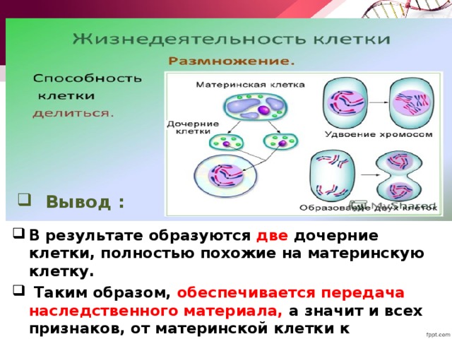 Процесс увеличения клетки. Материнская и дочерняя клетки. Материнская клетка. Материнская клетка дочерняя клетка. Деление материнской клетки.