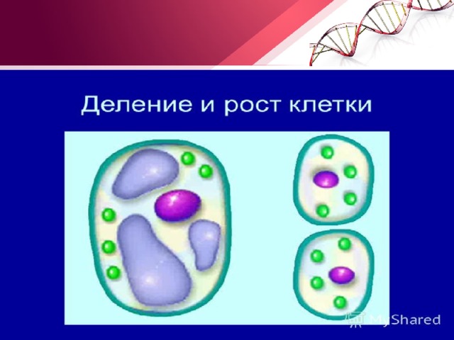 Биологический рост клеток. Процессы жизнедеятельности клетки деление. Процессы жизнедеятельности клетки рисунок. Процесс обновления клеток. Деление клетки 5 класс биология.