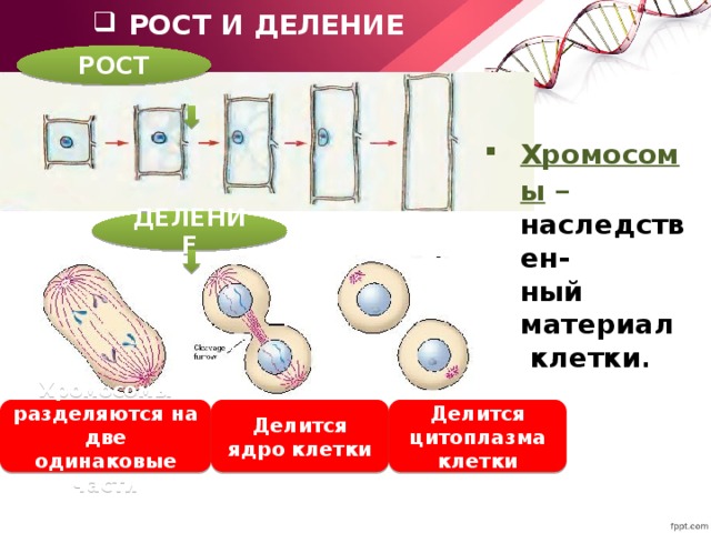 РОСТ И ДЕЛЕНИЕ РОСТ Хромосомы  – наследствен- ный материал  клетки . ДЕЛЕНИЕ Хромосомы разделяются на две одинаковые части Делится ядро клетки Делится цитоплазма клетки 