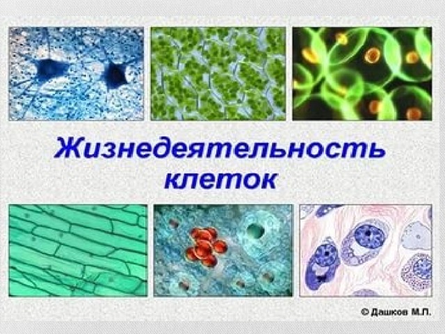 Тест жизнедеятельности клетки. Процессы жизнедеятельности клетки. Процессы жизнедеятельности биология.