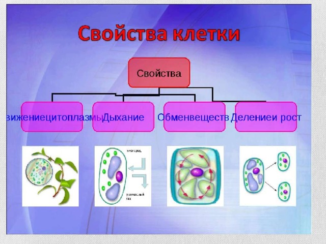 Процессы жизнедеятельности клетки 5 класс биология презентация